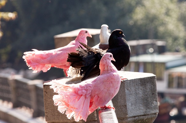 時刻的臨危 時刻的臨危